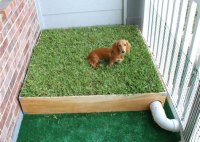 Dog Grass For Patio