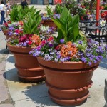 Large Patio Container Plants