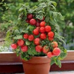 Patio Container Tomato Plants